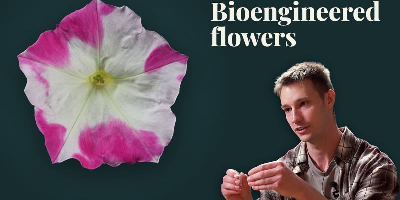 How to Design Flowers | daily.dev
