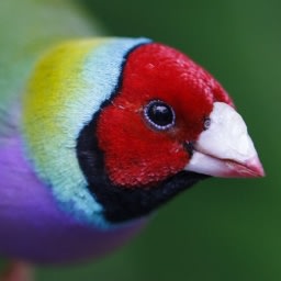 Emergent Garden logo